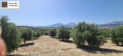 Kamilari Traumhaftes Grundstück mit 360° Panoramablick auf das lybische Meer und den höchsten Berg Kretas, den Psiloritis Grundstück